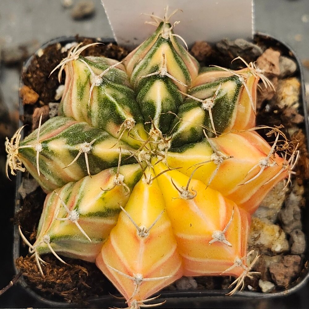 Gymnocalycium Mihanovichii Variegated Cactus Cacti Plant Yellow and Pale #7735